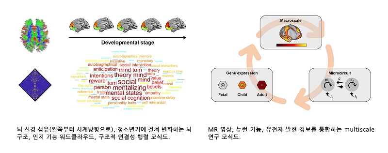 (왼쪽)국제학술지 ‘이라이프’에 게재된 청소년기에 나타나는 뇌 구조 변화 연구 관련 이미지, (오른쪽)국제학술지 ‘네이쳐 커뮤니케이션스’에 게재된 자폐 환자들의 영상-세포-유전자 정보를 통합한 다중스케일 연구 관련 이미지