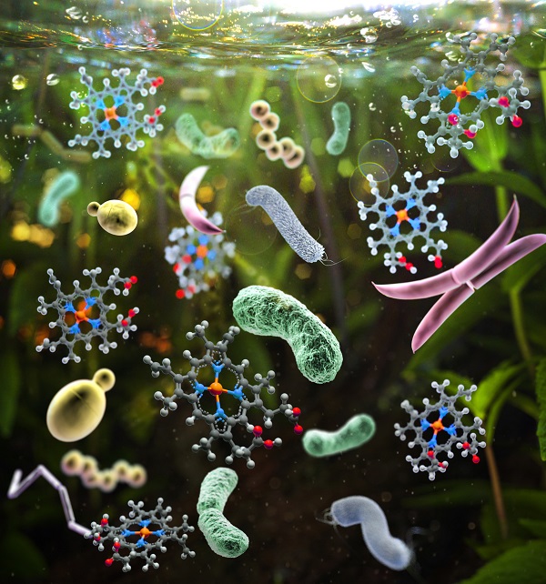 물속 미생물 군집과 헴(heme) 분자의 상상도. 물 환경에서 흔히 관찰되는 여러 미생물과 함께 본 연구에서 사용된 담수 환경 최다세균인 플랑크토필라(초록색)의 세포가 보인다. 미생물 군집 사이에 보이는 분자구조모형은 헴을 나타낸 것으로, 4개의 피롤 고리가 만드는 화학구조의 중앙에 철 이온(주황색)이 자리하고 있다. (그림설명 및 그림제공: 조장천 교수) *이미지 크레딧 : 조장천, 이영희
